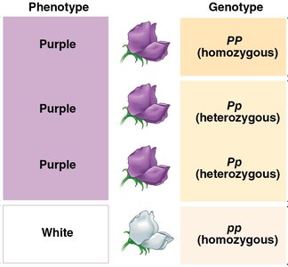 Genotype and phenotype relationships in pea flowers