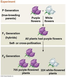 Mendel's monohybrid cross experiment results