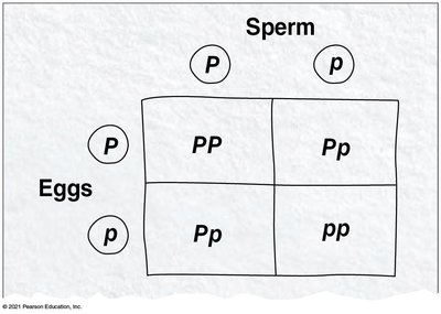 Punnett square for monohybrid cross