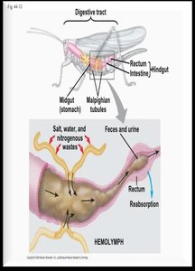 Malpighian tubules in insects