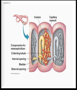 Metanephridium structure in annelids
