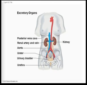 Excretory organs in the human body