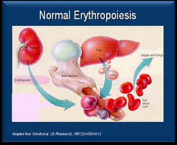 Erythropoiesis and kidney function