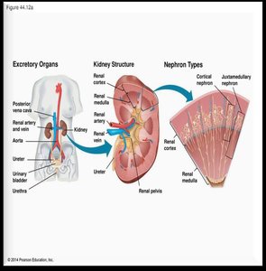 Kidney structure and nephron types