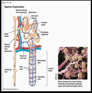 Nephron organization and kidney structure
