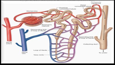 Detailed nephron structure