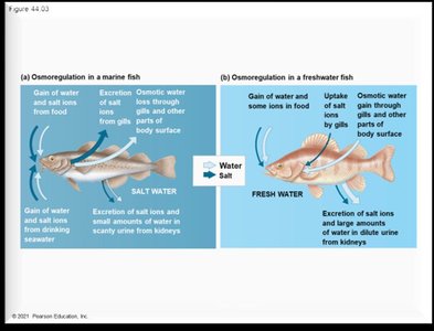 Osmoregulation in marine and freshwater fish