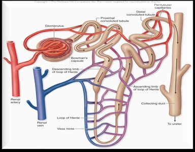 Filtration, reabsorption, secretion, and excretion in the nephron