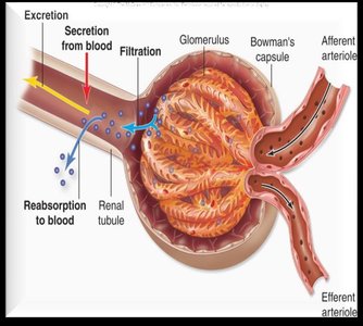 Nephron organization
