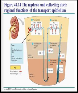 Proximal tubule with microvilli