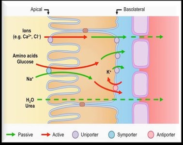 Microvilli and peritubular capillary