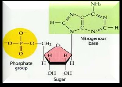 Nucleotide structure showing nitrogenous base