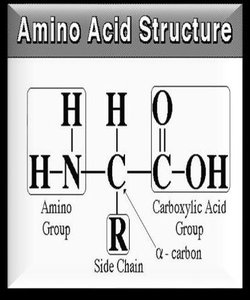 Amino acid structure showing amino group