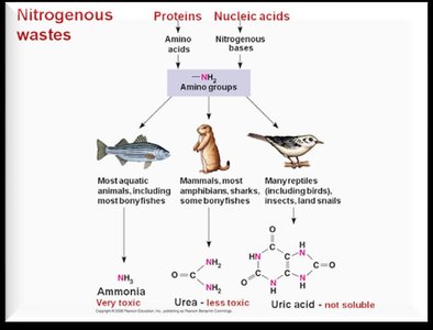 Nitrogenous waste pathways in different animals