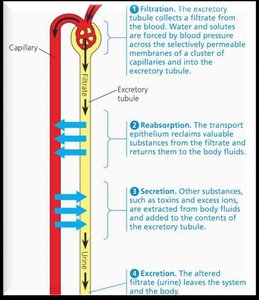 Filtration, reabsorption, secretion, and excretion in the nephron