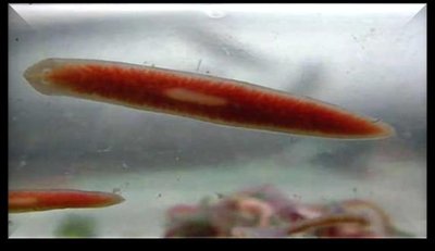 Planaria (flatworm)