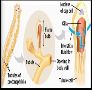 Structure of flame cells in protonephridia