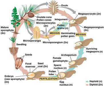 Life cycle of a pine