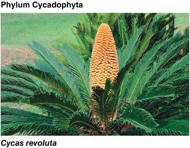 Cycadophyta: Cycas revoluta