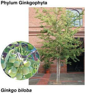 Ginkgophyta: Ginkgo biloba