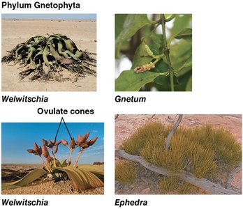 Gnetophyta: Welwitschia, Gnetum, Ephedra