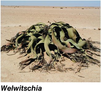 Welwitschia