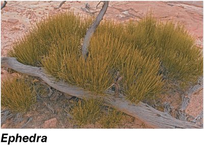 Ephedra