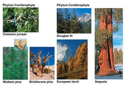 Coniferophyta: conifer diversity