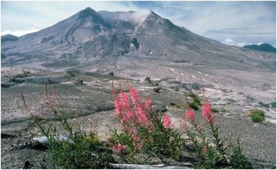 Fireweed colonizing Mount St. Helens