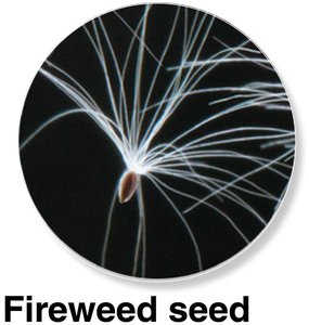 Fireweed seed adapted for wind dispersal