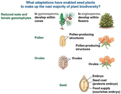 Adaptations enabling seed plant biodiversity