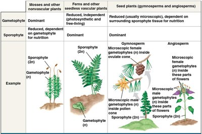 Gametophyte-sporophyte relationships in plant groups