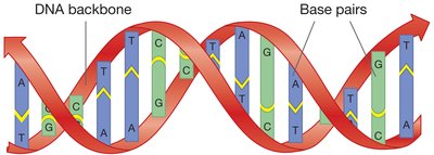 DNA double helix structure