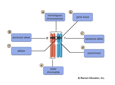 Diagram of homologous chromosomes showing alleles, gene locus, dominant and recessive alleles
