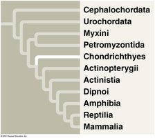 Examples of chondrichthyans: shark, ray, ratfish
