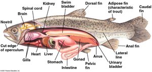 Internal anatomy of a bony fish