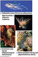 Diversity of ray-finned fishes