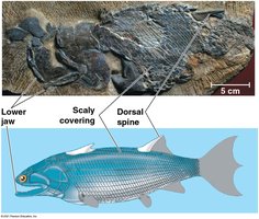 Fossil and reconstruction of a lobe-finned fish