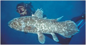 Living coelacanth