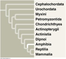 Salamander, frog, and caecilian