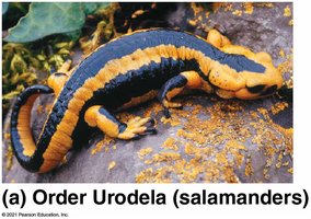 Order Urodela (salamander)