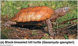 Turtle anatomy and shell structure