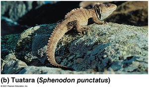 Tuatara (lepidosaur)