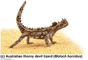 Squamate diversity: lizards and snakes