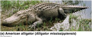 American alligator (crocodilian)