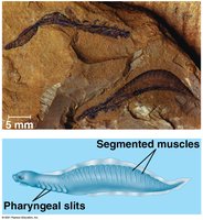 Haikouella fossil and reconstruction