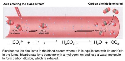 Bicarbonate buffer system in blood