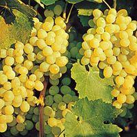 Grapes as an acidic food