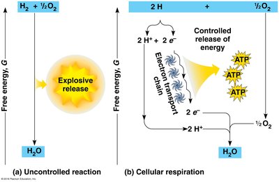 Controlled release of energy in ETC vs. explosive reaction