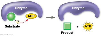 Glycolysis energy investment phase